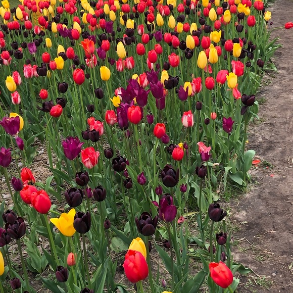 Meet your Posher, Lisa - Picture 1 of 2